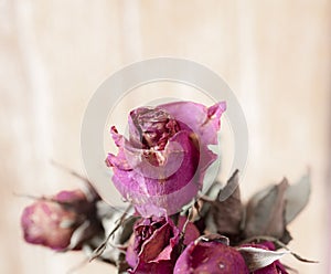 Dry flower rose