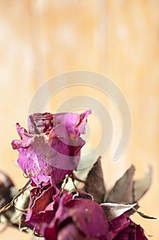 Dry flower rose dry