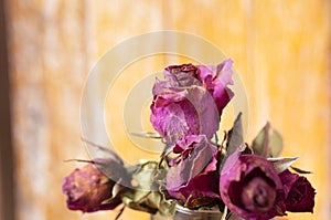 Dry flower rose dry