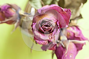 Dry flower rose dry