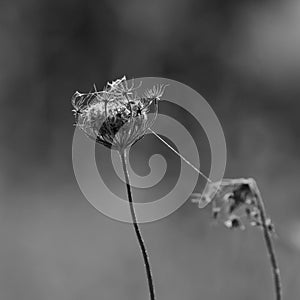 Dry flower with spider webs. Monochrome.