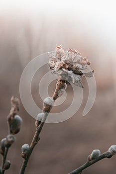 Dry flower spring sadness beige buds branches tender willow garden plants