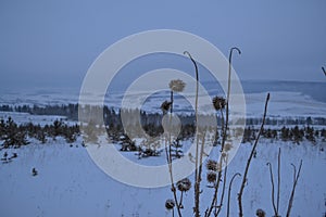 Dry flower on a winter background in the snow a field valley with hills and Christmas trees in a forest on a frosty morning