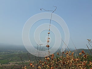 Dry flowers and  blue skay in India.