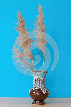 Dry flowers Cortaderia Selloana in a vintage vase on a blue background
