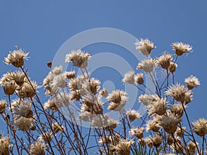 Dry flowers. Details in Pelio. Greece