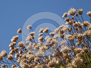 Dry flowers. Details in Pelio. Greece