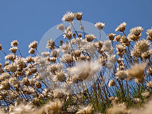 Dry flowers. Details in Pelio. Greece