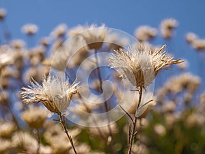 Dry flowers. Details in Pelio. Greece