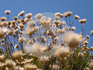 Dry flowers. Details in Pelio. Greece