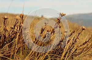 Dry flowers and grass in autumn field