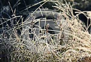 Dry flowers and grass in hoarfrost on a dark natural background. frosty autumn morning. natural flower background.