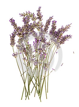 Dry flowers of lavender plant isolated on white