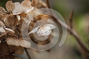 Dry flowers and leaves - a gloomy day.