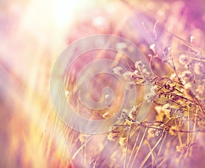 Dry flowers in meadow (dryplants)