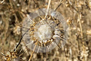 Dry flowers of Milk thistle, Silybum marianum