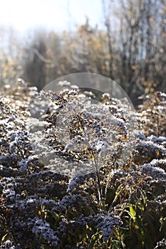 Dry flowers of Solidago virgaurea, European goldenrod or woundwort plant