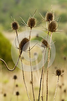Dry flowers and stems of teasel - Dipsacus comosus photo