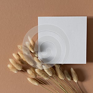 Dry fluffy bunny tails Lagurus grass flowers with empty paper note on beige background. Floral minimal home interior design