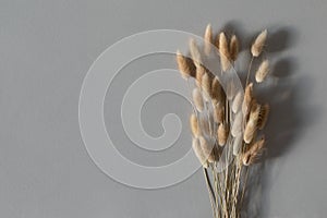 Dry fluffy bunny tails Lagurus grass flowers on gray background. Floral minimal home interior design composition