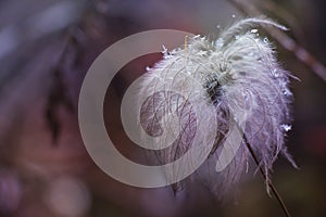 Dry fluffy flower with snowflakes