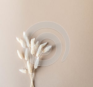 Dry fluffy lagurus flowers on beige background