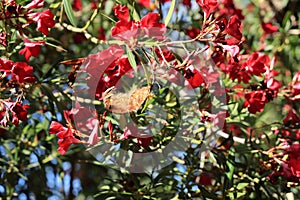 Ready to Fly Dry Oleander Seeds photo