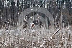 Dry fluffy water reeds grass early spring cold sunny day light grey steel colors pond lake foliage