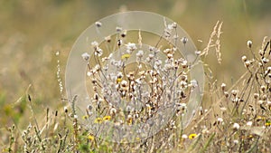 Dry fluffy wildflowers and last blooming wildflowers gently sway in light breeze