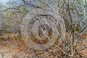 Dry forest in Machalilla National Park