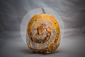 Dry and foul pumpkin on a light gray background. The problem with expired and spoiled products