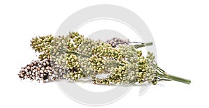 Dry and fresh sorghum isolated on white background