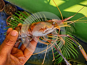 Dry freshwater gaint river prawn rosenbergii in hand HD