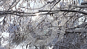 Dry frozen branches tree winter day snow sunlight sun glare beautiful landscape. Dry tree branch on a white background