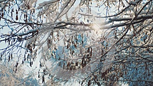 Dry frozen branches tree winter day snow sunlight sun glare beautiful landscape. Dry tree branch on a white background