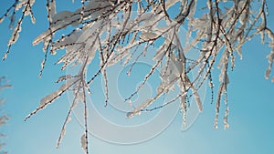 Dry frozen elm in the ice branches tree winter day snow In the snow sunlight sun glare beautiful landscape. Dry tree elm