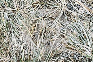 Dry frozen grass, covered with frosty morning in late autumn. Freezing.
