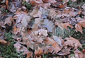 Dry frozen leaves