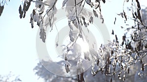 Dry frozen maple helicopters branches tree winter day snow In the snow sunlight sun glare beautiful landscape. Dry tree