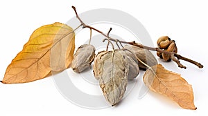 Dry fruit pods and leaf of unusual tree generated by AI tool.