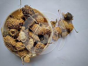 Dry fruits of Bristly luffa: Luffa echinata