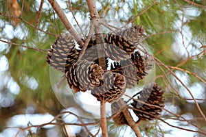 Dry fully open brown Pine cones or Conifer cones on multiple branches