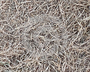 Dry garden grass due to lack of water.
