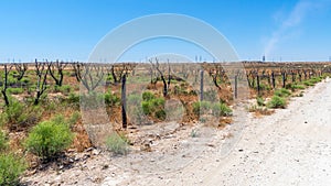 Dry garden in hot arid climates