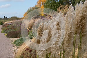 The Dry Garden at RHS Hyde Hall, with pampas grass amidst autumn colours and textures.