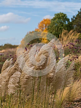 The Dry Garden at RHS Hyde Hall, with pampas grass amidst autumn colours and textures.