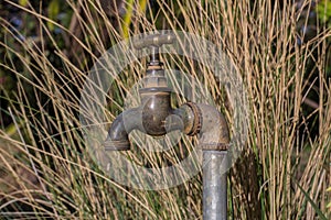 Dry  Garden Tap by the Grass