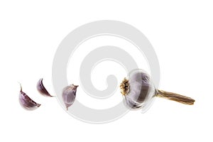 Dry garlic bulb and garlic cloves isolated on white background with copy space