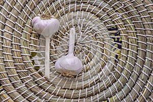 Dry garlic bulbs in woven basket with copy space on right