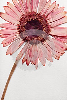 Dry gerbera flower on a white textute of paper background